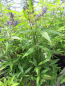 Preview: Vitex agnus castus Delta Blues